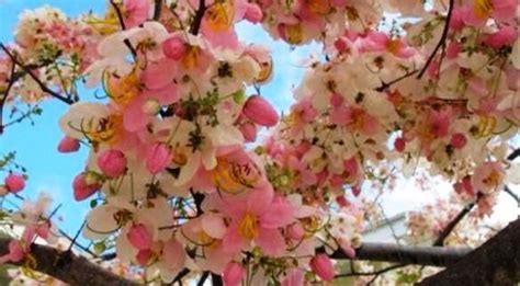 balolong fruit|Balayong: The Philippine cherry blossom – Agriculture .